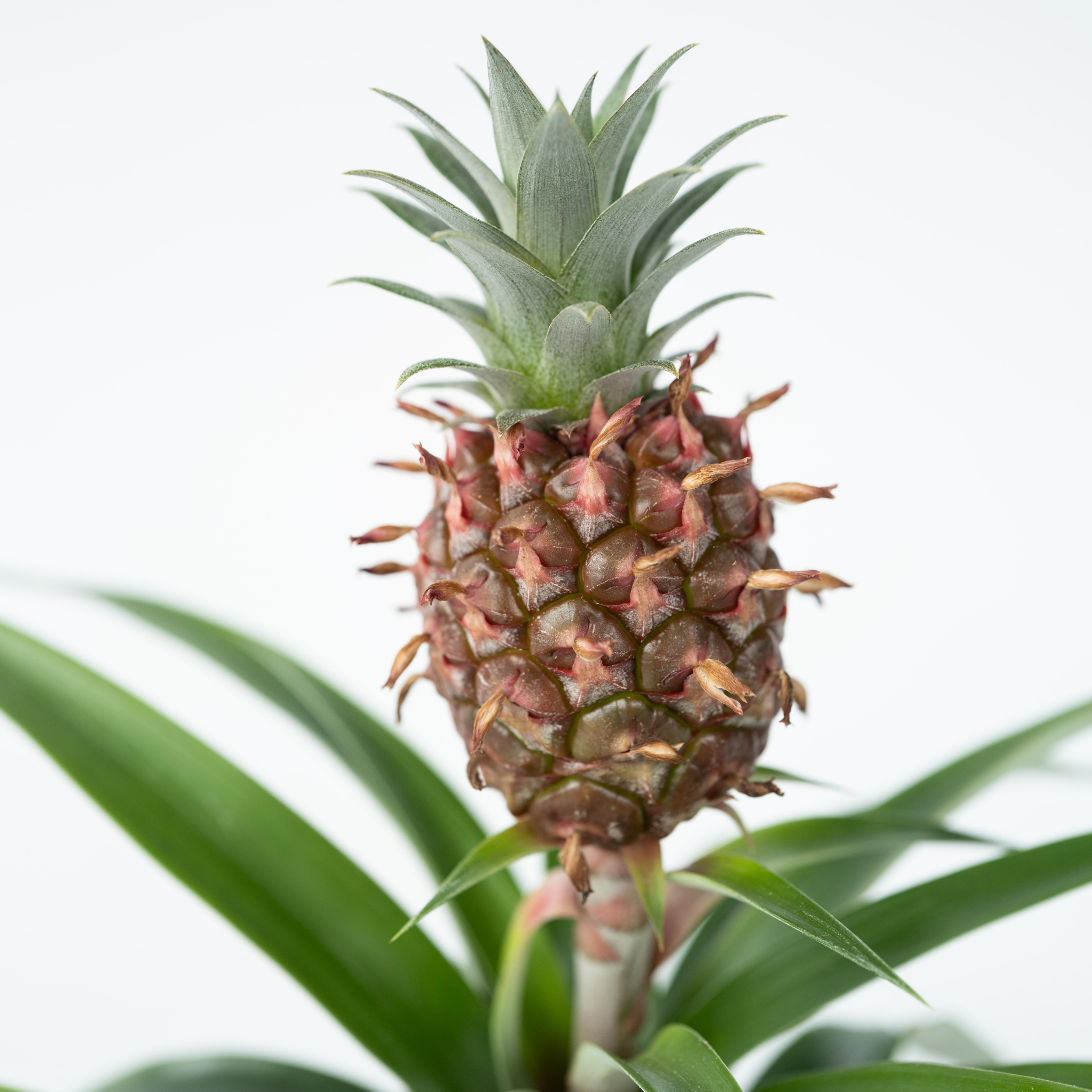 Plant In A Box - Ananas d'ornement - Set de 2 - Ananas comosus 'Mi Amigo' - H35-45cm - ⌀12cm - Image 3