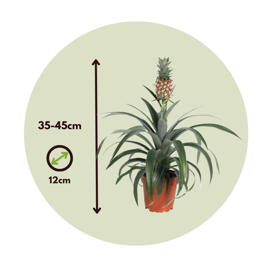 Plant In A Box - Ananas d'ornement - Set de 2 - Ananas comosus 'Mi Amigo' - H35-45cm - ⌀12cm - Image 4