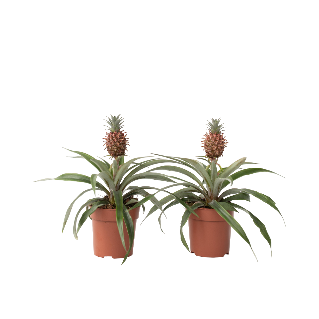 Plant In A Box - Ananas d'ornement - Set de 2 - Ananas comosus 'Mi Amigo' - H35-45cm - ⌀12cm