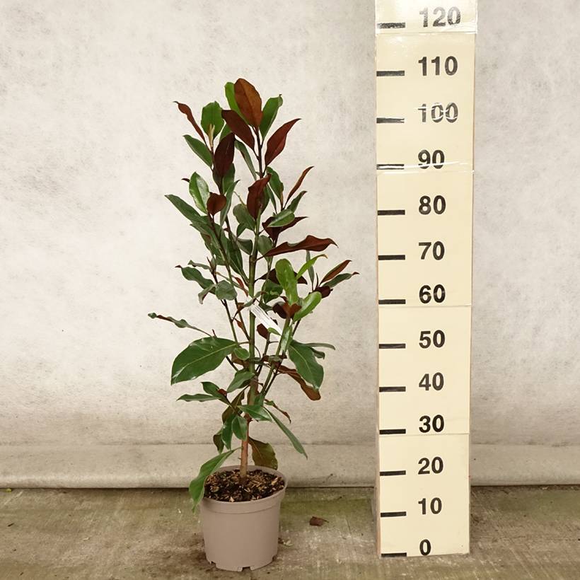 Promesse de Fleurs - Magnolia grandiflora Kay Parris - Magnolia persistant Pot de 4L/5L - Image 2