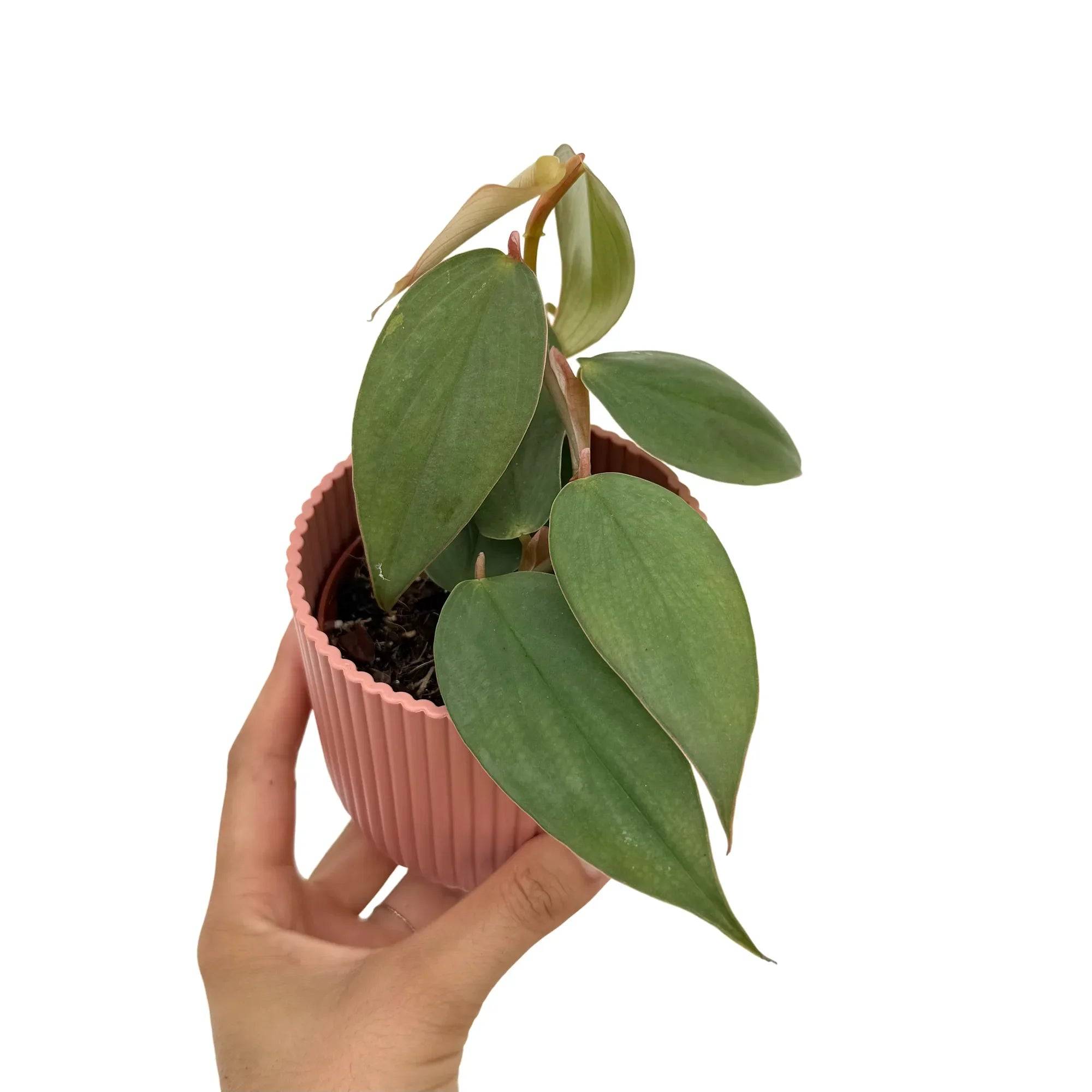 Philodendron Burle Marx Fantasy - Pot de 8cm - Plantes d'intérieur - Image 1