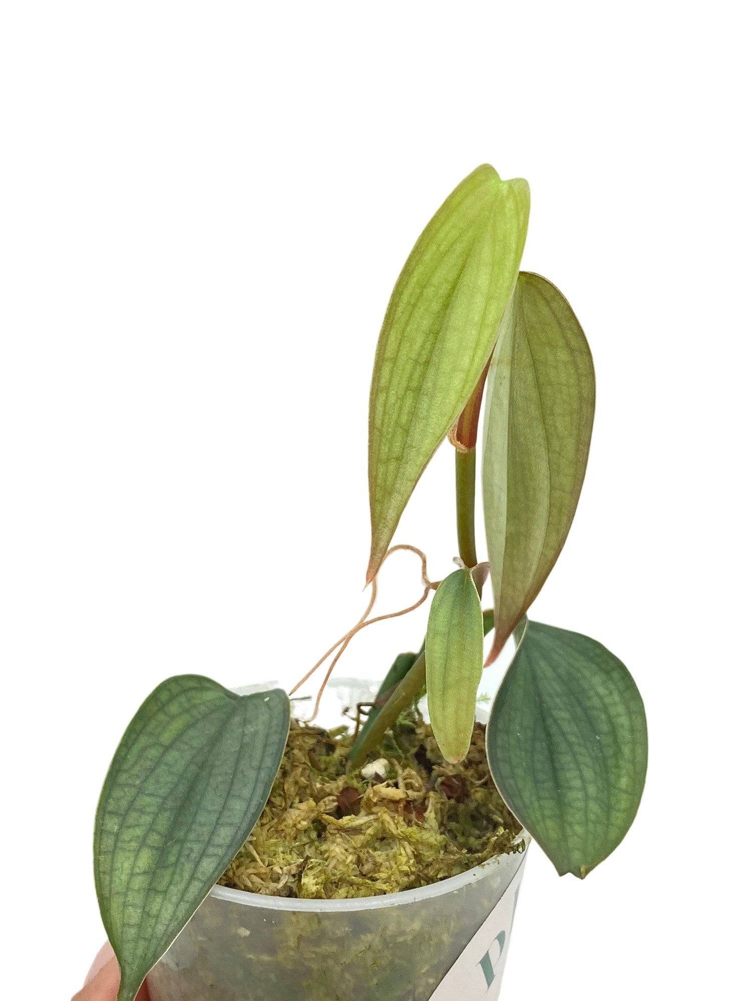 Philodendron Burle Marx Fantasy - Pot de 8cm - Plantes d'intérieur - Image 2