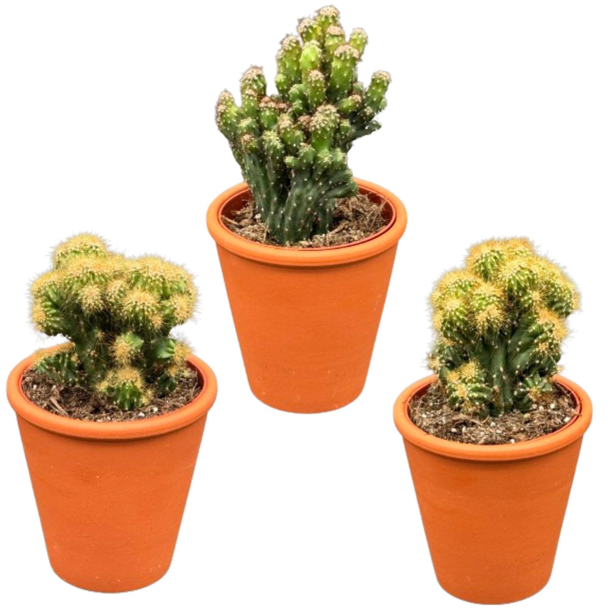 Trio de Cactus Monstrueux en Terracotta- La Green Touch - Image 1