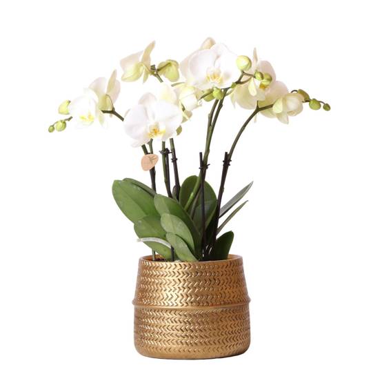 Orchidée Amabilis Blanche et son pot- La Green Touch Doré D12 - Hauteur 35cm - Image 1