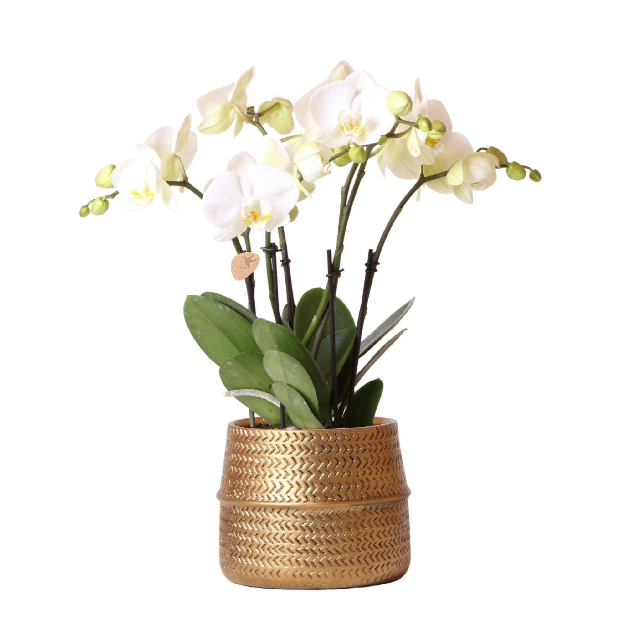 Orchidée Amabilis Blanche et son pot- La Green Touch Doré D12 - Hauteur 35cm - Image 1