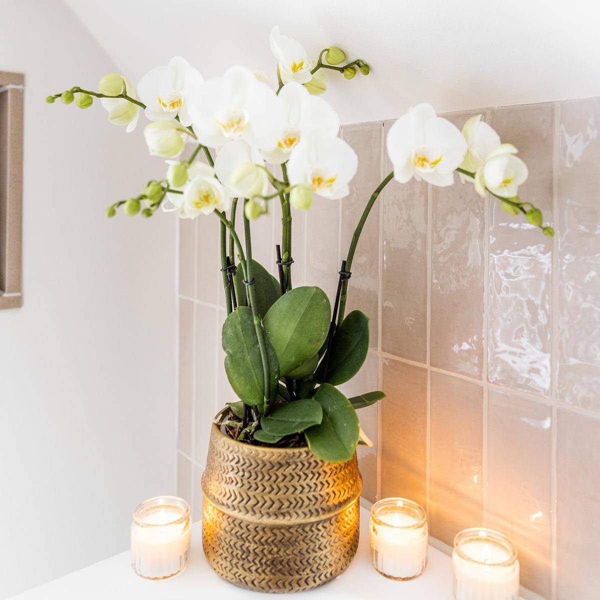 Orchidée Amabilis Blanche et son pot- La Green Touch Doré D12 - Hauteur 35cm - Image 2