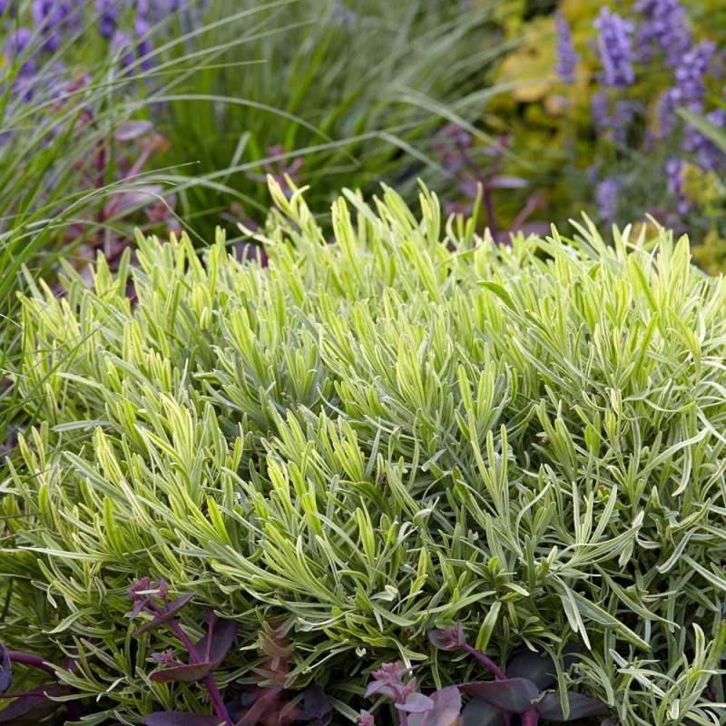 Lavande Platinum Blonde® 'Monparler' à fleurs Bleue/ - feuillage Persistant - Pot de 3L - 20/40 cm - Image 6