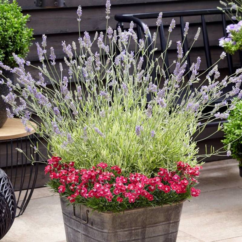 Lavande Platinum Blonde® 'Monparler' à fleurs Bleue/ - feuillage Persistant - Pot de 3L - 20/40 cm - Image 2