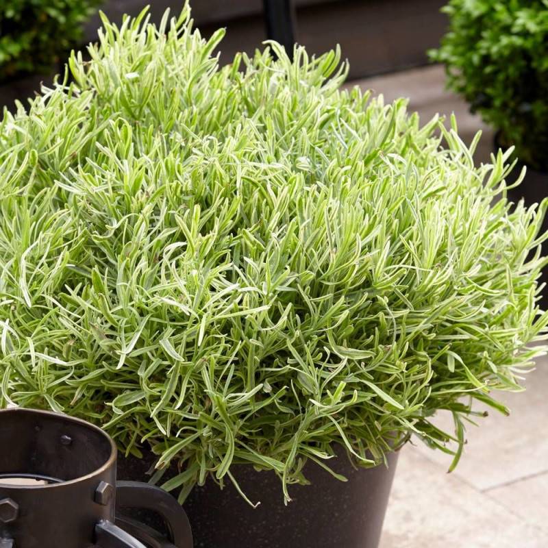 Lavande Platinum Blonde® 'Monparler' à fleurs Bleue/ - feuillage Persistant - Pot de 3L - 20/40 cm - Image 3