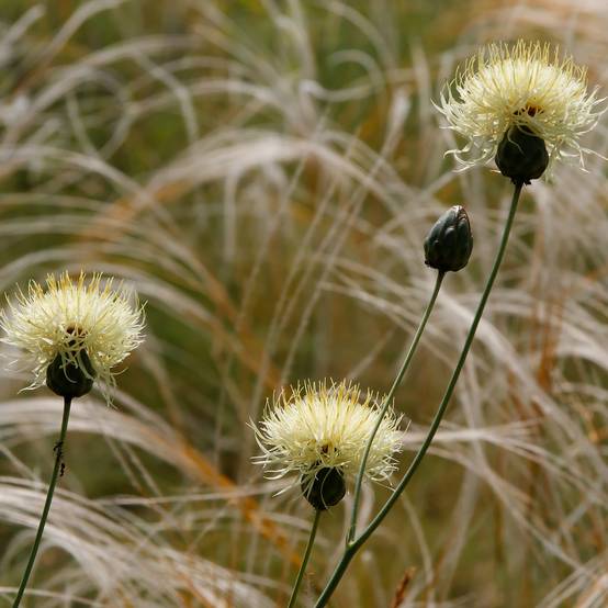 Centaurée, Centaurea ruthenica Godet de 8/9 cm