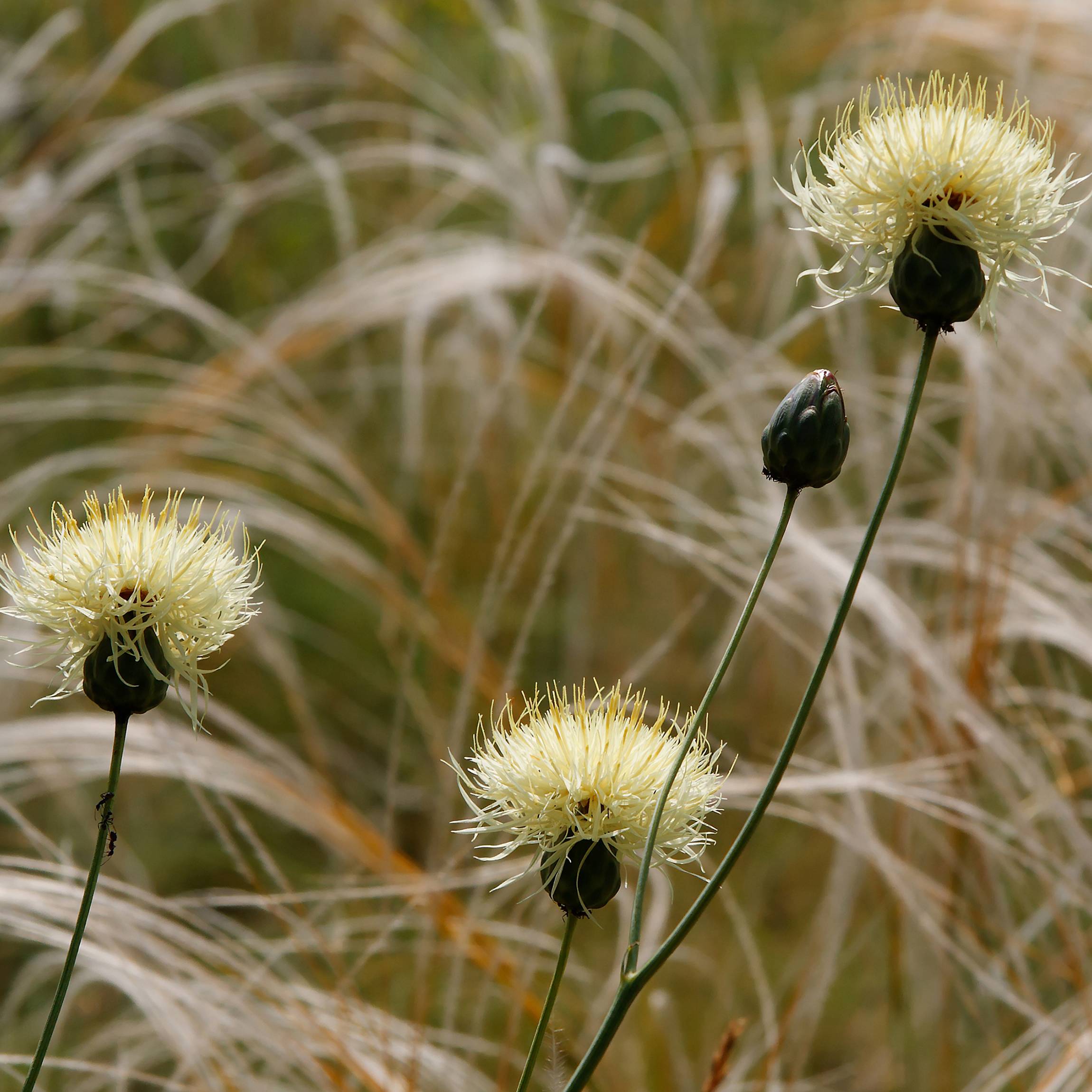 Centaurée, Centaurea ruthenica Godet de 8/9 cm