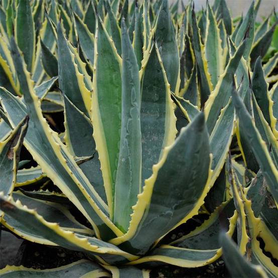 Agave americana Variegata - Agave d'Amérique Pot de 7,5L/10L