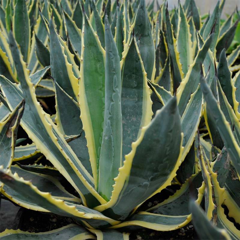 Agave americana Variegata - Agave d'Amérique Pot de 7,5L/10L