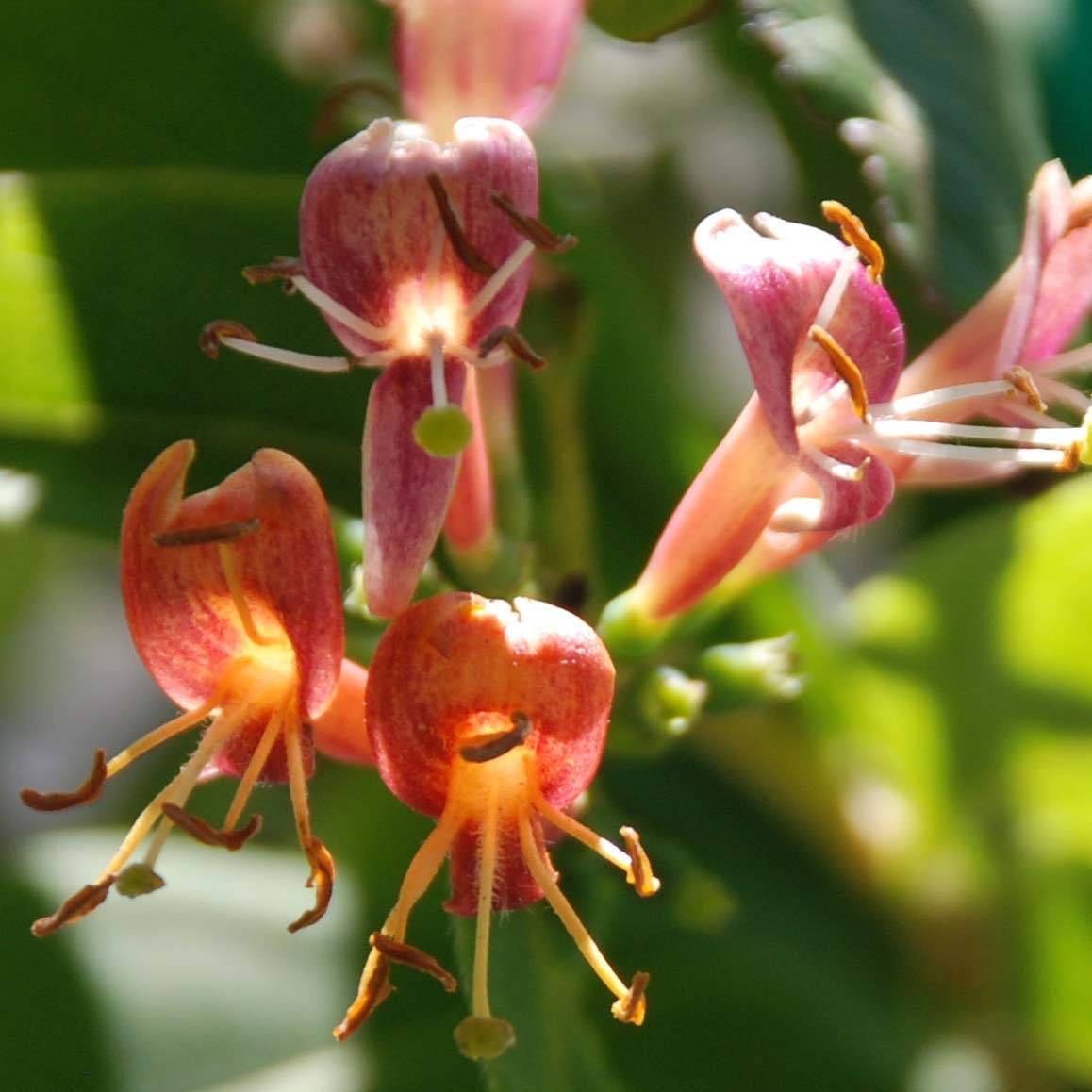 Chèvrefeuille de Henry - Lonicera henryi Godet de 8/9 cm