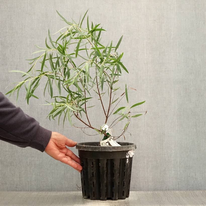 Eucalyptus moorei subsp. moorei Pot de 4L/5L, Pot anti-chignon - Image 2