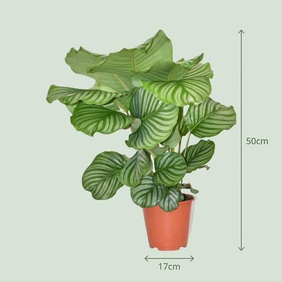 Calathea orbifolia - Ø17cm - ↕50cm - Plantes d’intérieur - Image 4