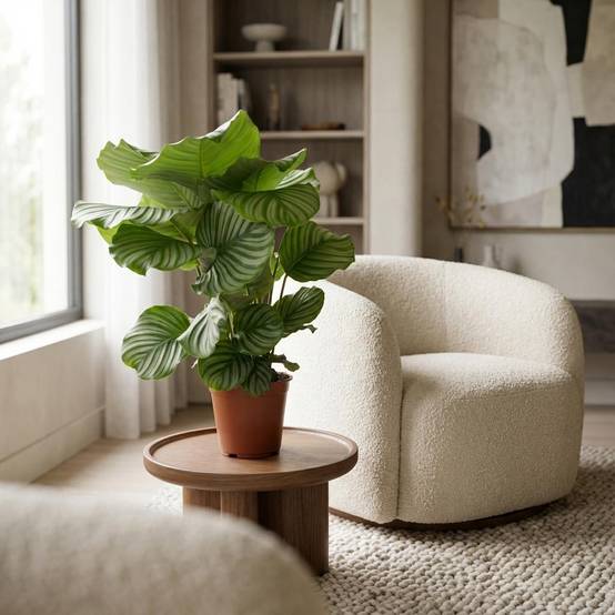 Calathea orbifolia - Ø17cm - ↕50cm - Plantes d’intérieur - Image 2