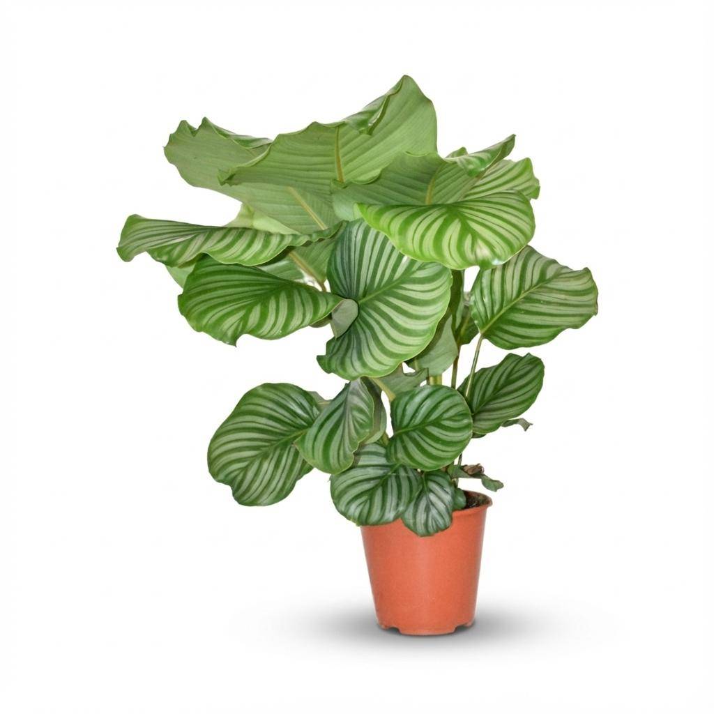 Calathea orbifolia - Ø17cm - ↕50cm - Plantes d’intérieur - Image 1