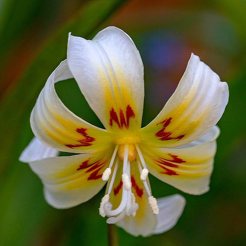 Promesse de Fleurs - Erythronium White Beauty Bulbe calibre I (par 3)