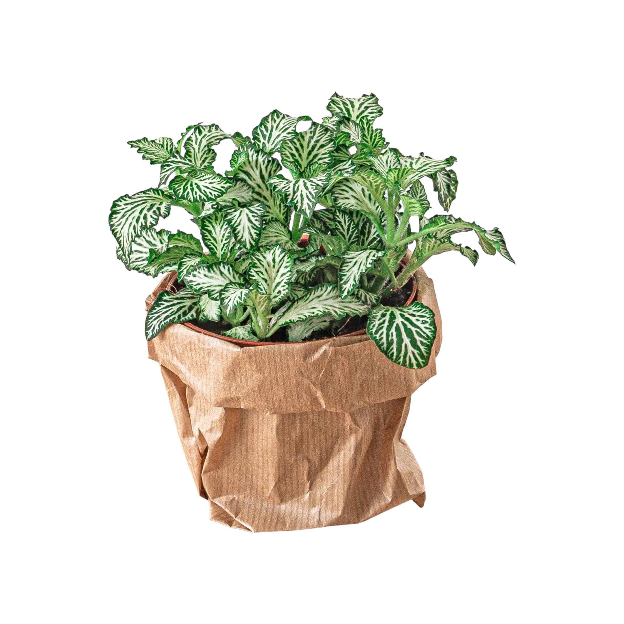La Green Touch - Fittonia vert - Image 1