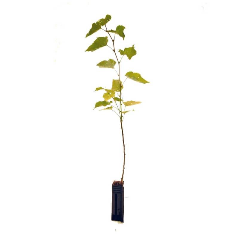 Tilleul à grandes feuilles (Tilia platyphyllos) - Godet - Taille 30/50cm - Pépinières Naudet - Image 2