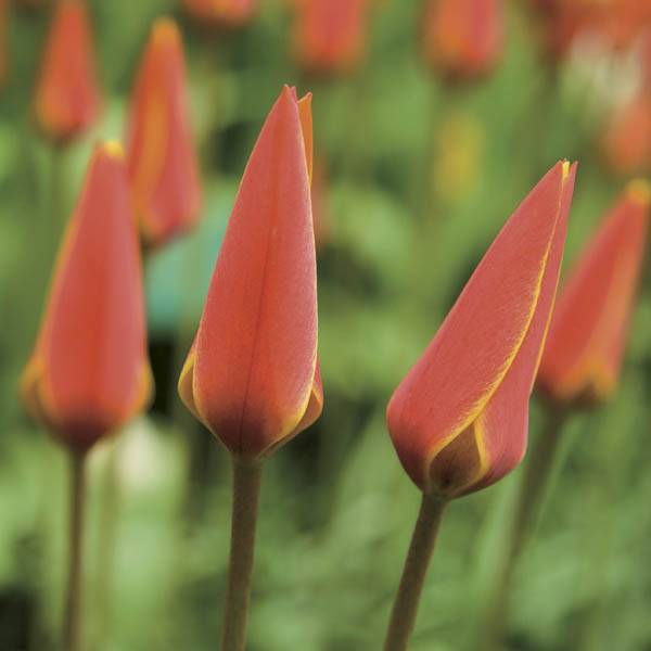 Promesse de Fleurs - Tulipe botanique clusiana chrysantha Tubergen Gem Bulbe calibre 6+ (par 20)