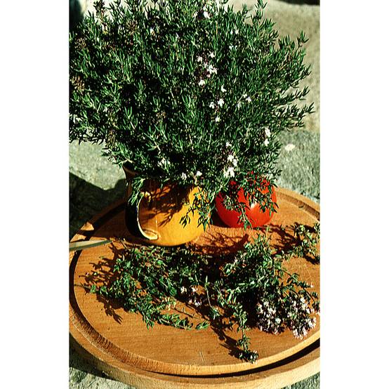 Thym d'hiver - Thymus vulgaris le sachet de 3400 graines environ (0,8g)