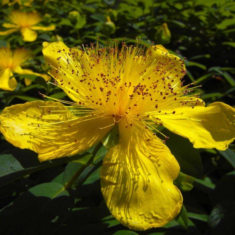 Millepertuis à grandes fleurs (Hypericum calycinum) - Godet - Taille 13/25cm - Pépinières Naudet - Image 1