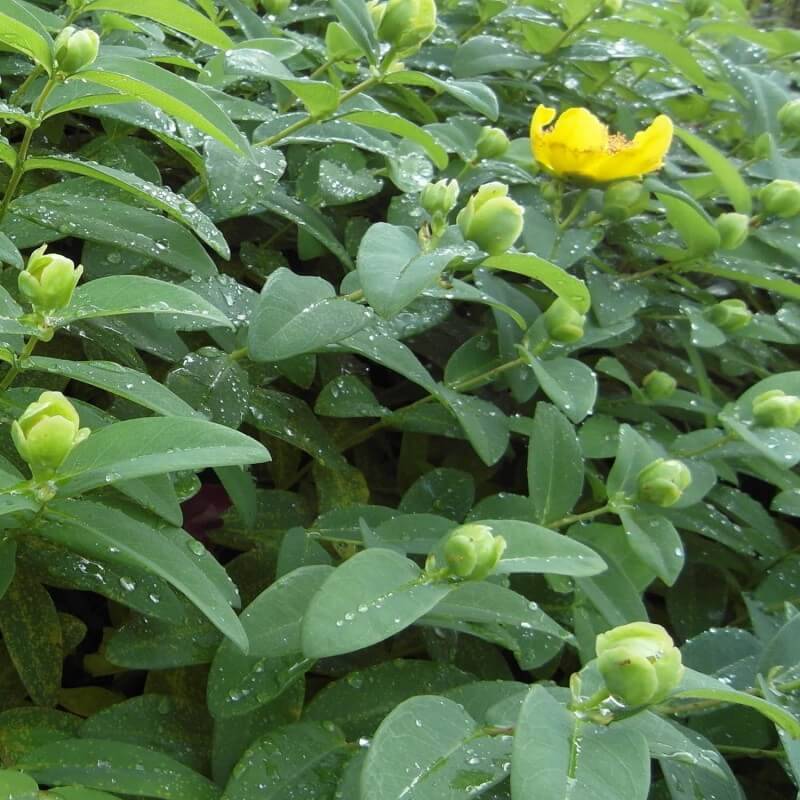 Millepertuis à grandes fleurs (Hypericum calycinum) - Godet - Taille 13/25cm - Pépinières Naudet - Image 3