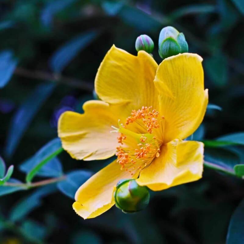 Millepertuis à grandes fleurs (Hypericum calycinum) - Godet - Taille 13/25cm - Pépinières Naudet - Image 2