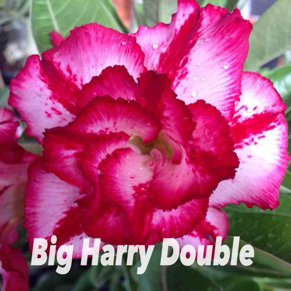 Sans Marque - Adenium obesum cv.Big Harry double Caudex d'environ 150g