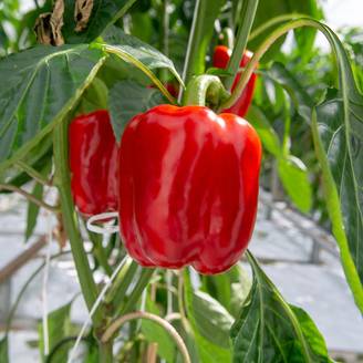 Poivron California Wonder - Piment à saveur douce le sachet de 60 graines environ (0,5g)