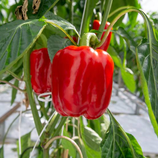 Poivron California Wonder - Piment à saveur douce le sachet de 60 graines environ (0,5g)