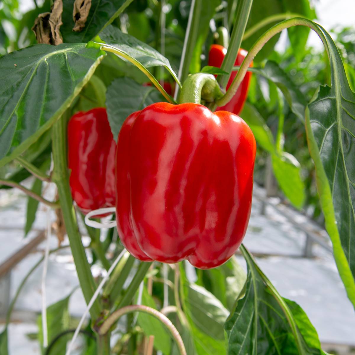 Poivron California Wonder - Piment à saveur douce le sachet de 60 graines environ (0,5g)
