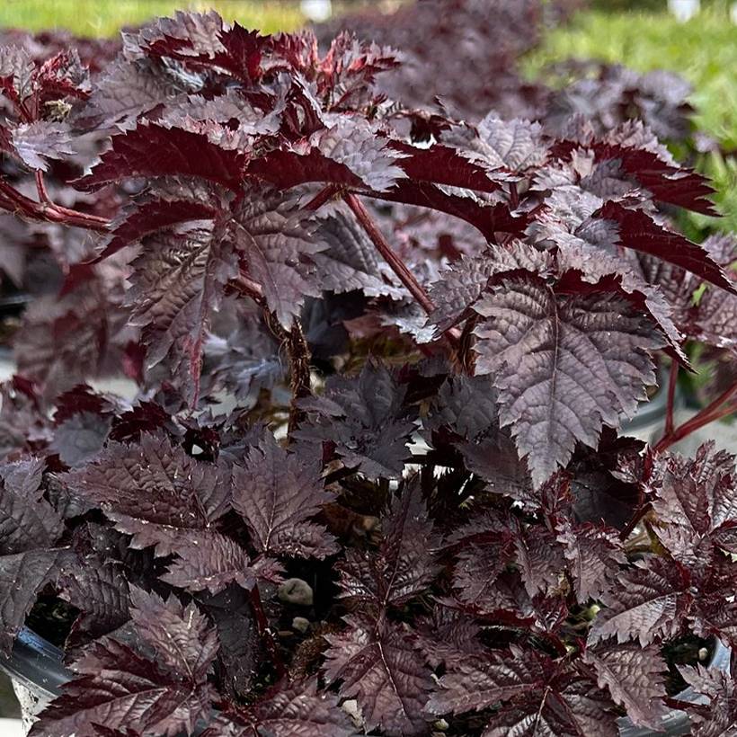 Promesse de Fleurs - Astilbe Darkside Of The Moon Pot de 2L/3L