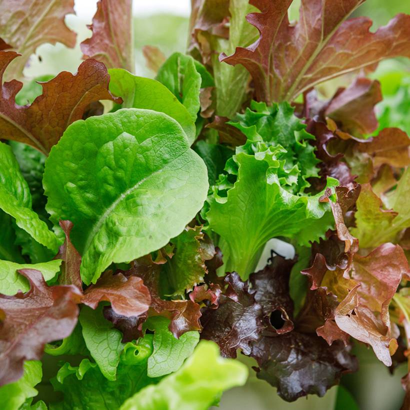 Mesclun doux (sans Roquette) le sachet de 4000 graines environ (5g)