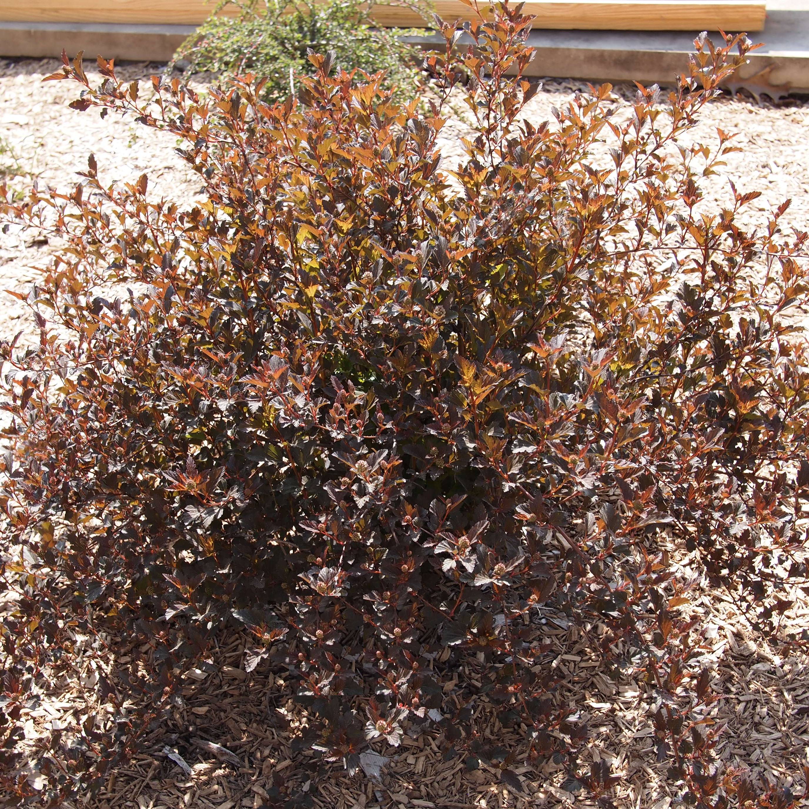 Physocarpus opulifolius Little Devil Pot de 7,5L/10L - Image 1