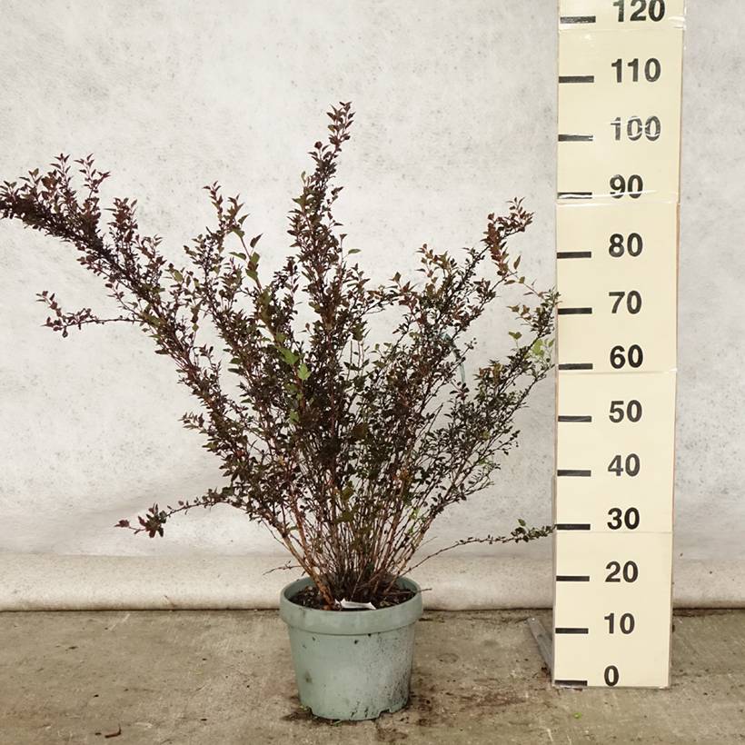 Physocarpus opulifolius Little Devil Pot de 7,5L/10L - Image 2