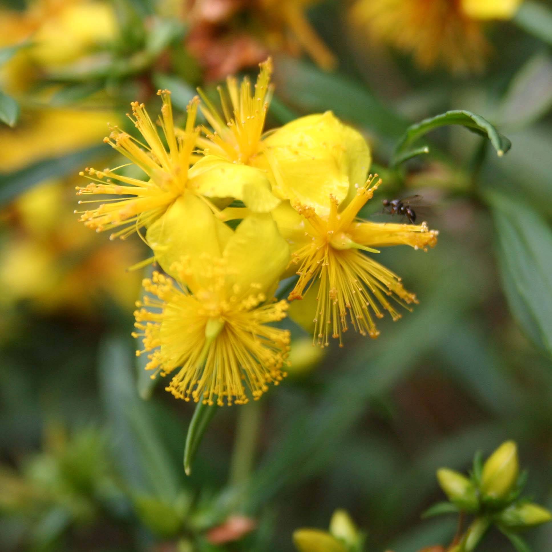 Millepertuis - Hypericum densiflorum Buttercup Godet de 8/9 cm