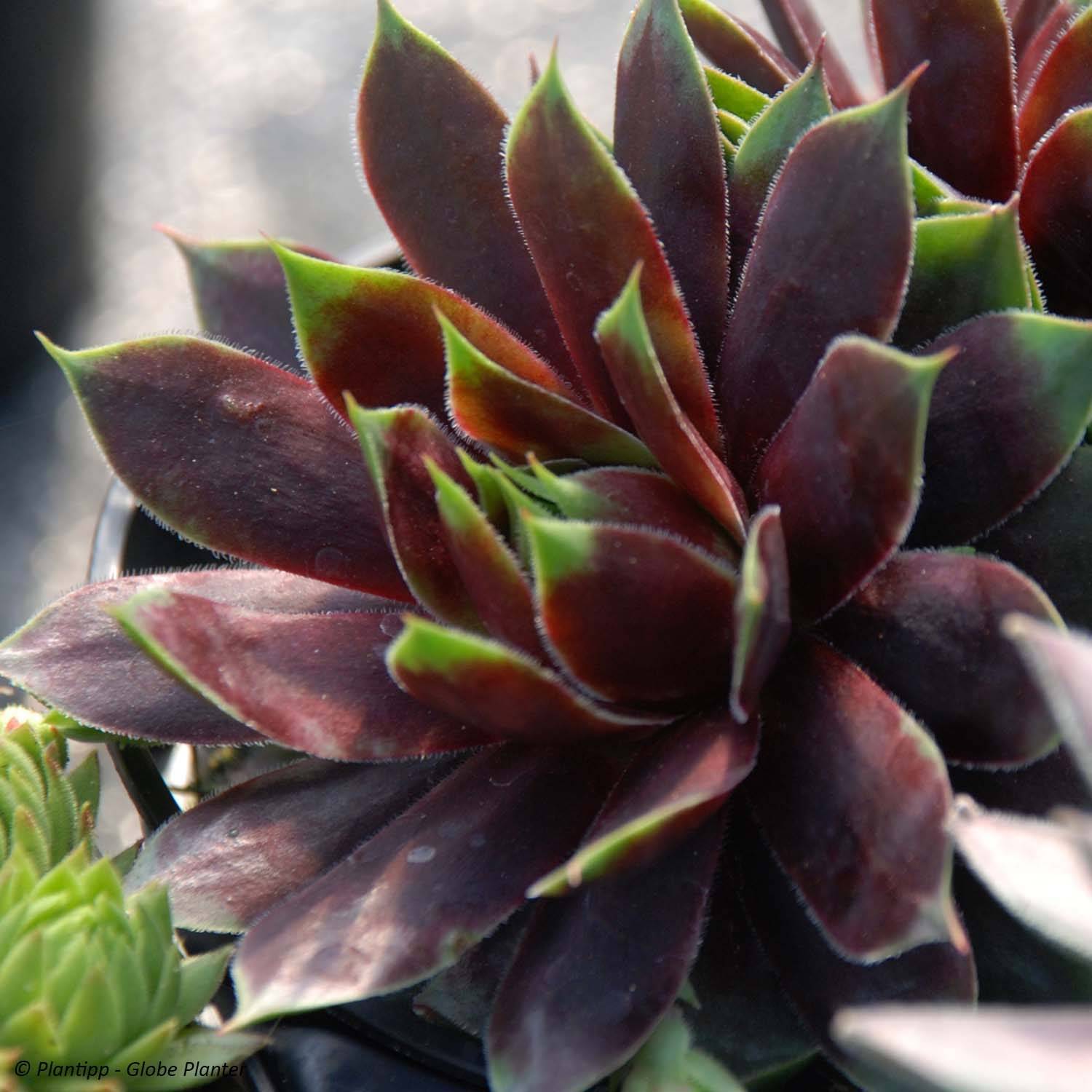 Sempervivum Chick Charms ® Cranberry Cocktail - Joubarbe pourpre sombre pointé de vert Pot de 10 cm/11cm