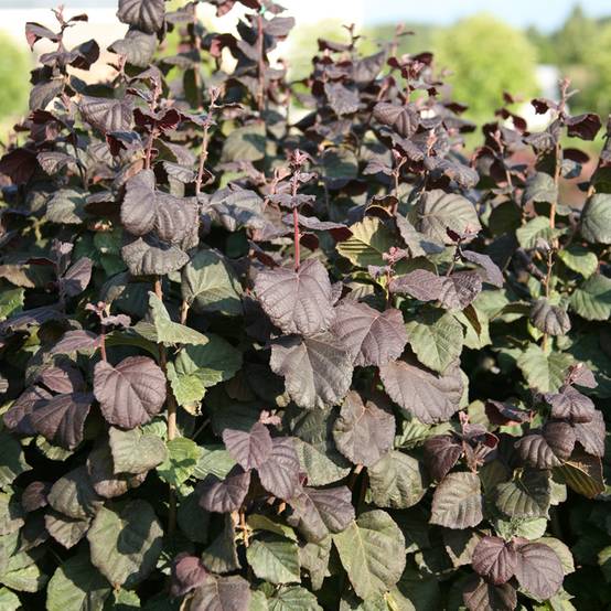 Noisetier Anny's Red Dwarf - Corylus avellana Pot de 7,5L/10L, Tige