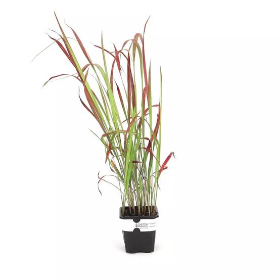 3 Imperata 'Red Baron' - Lot de 3 graminées - Pépinières Naudet - Image 2