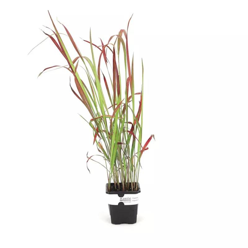 3 Imperata 'Red Baron' - Lot de 3 graminées - Pépinières Naudet - Image 2