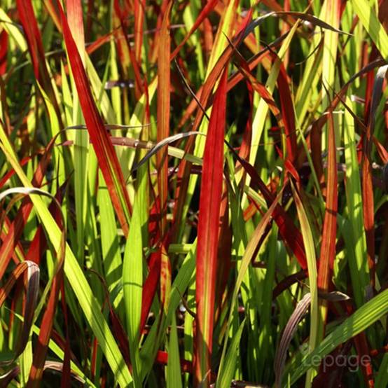 3 Imperata 'Red Baron' - Lot de 3 graminées - Pépinières Naudet - Image 1