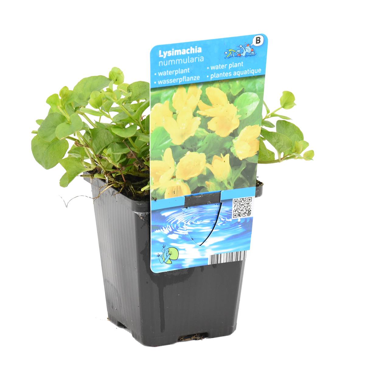 Lysimachia Nummularia - Herbe aux écus - Plantes de bassin - H. 10-20 cm - P. 9 cm - Image 1