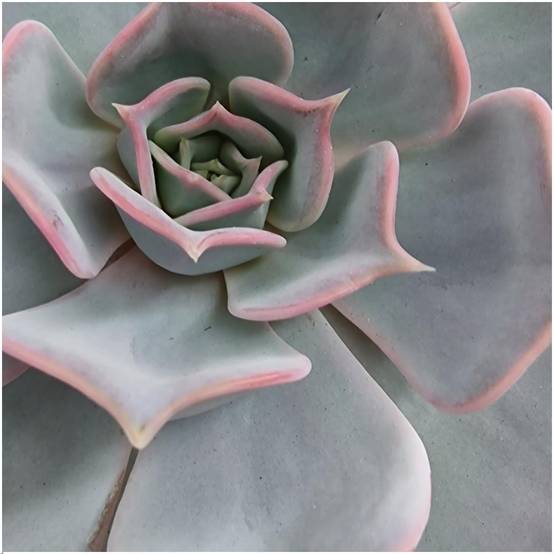 Echeveria Lilacina Sans Racines sur Anneau Noir- La Green Touch - Image 3