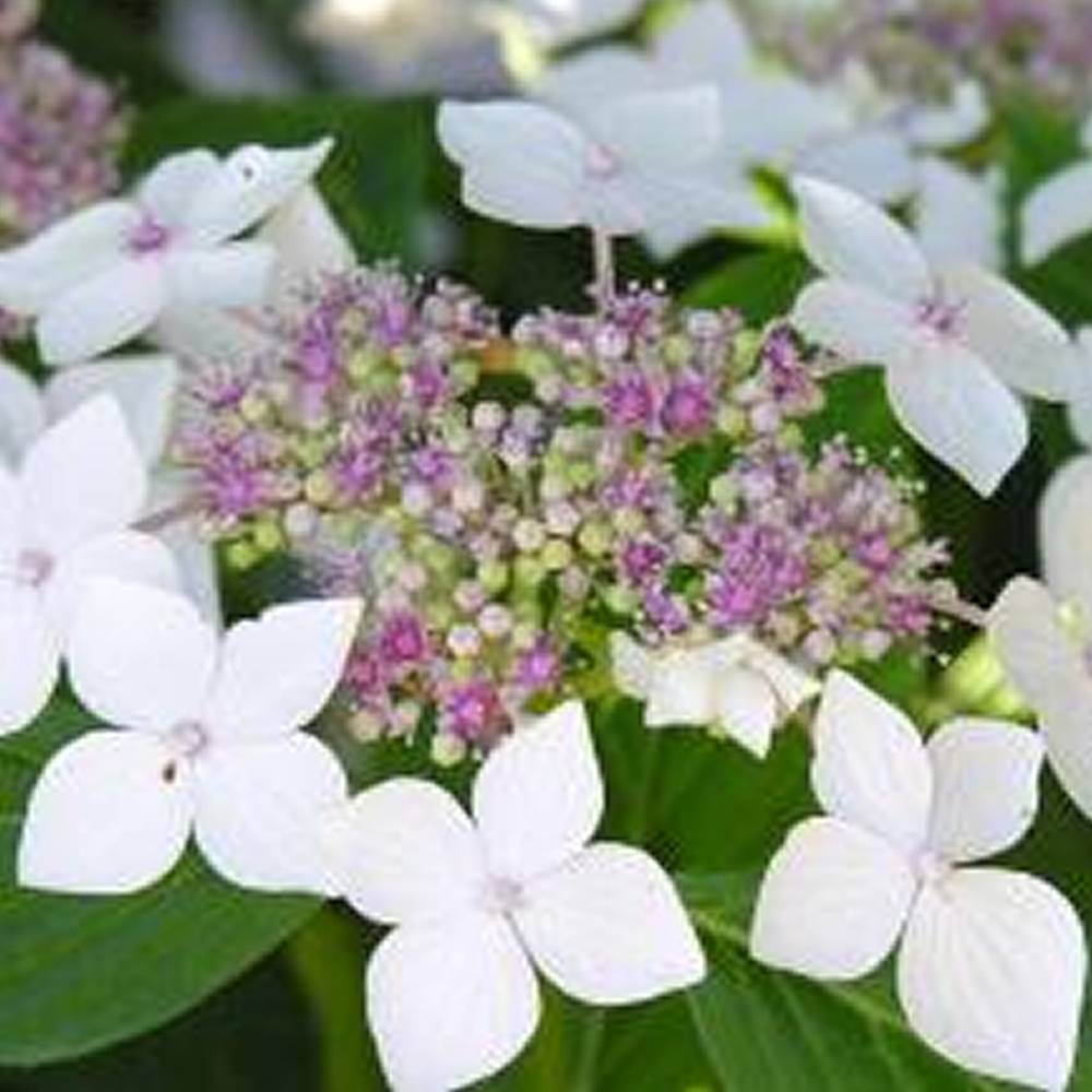 Gardenersdream - Hortensia 'Teller Blanc' arbuste à feuilles caduques plante rustique en pot - GardenersDream - Image 1