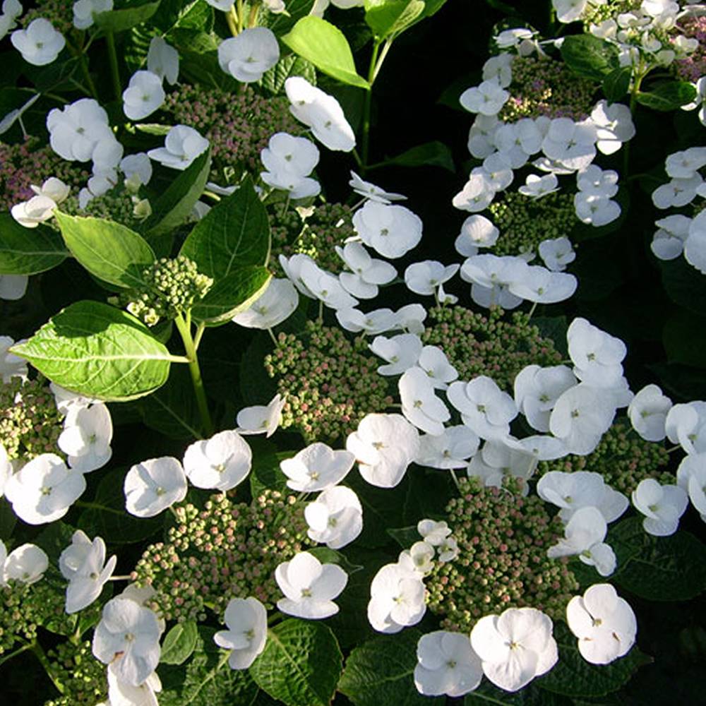 Gardenersdream - Hortensia 'Teller Blanc' arbuste à feuilles caduques plante rustique en pot - GardenersDream - Image 2