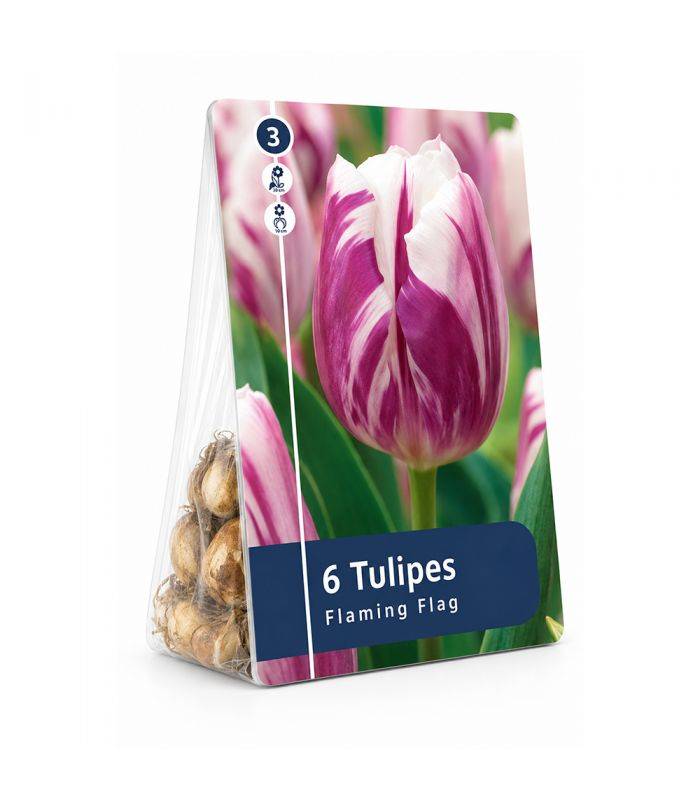 Tulipe Flaming Flag Sgaravatti 6 bulbes blancs flammés de bleu, floraison originale pour massif et bouquet - 617091 - Image 2