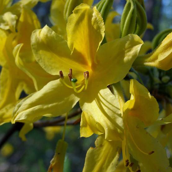 Promesse de Fleurs - Azalée de Chine - Rhododendron luteum Pot de 4L/5L - Image 1